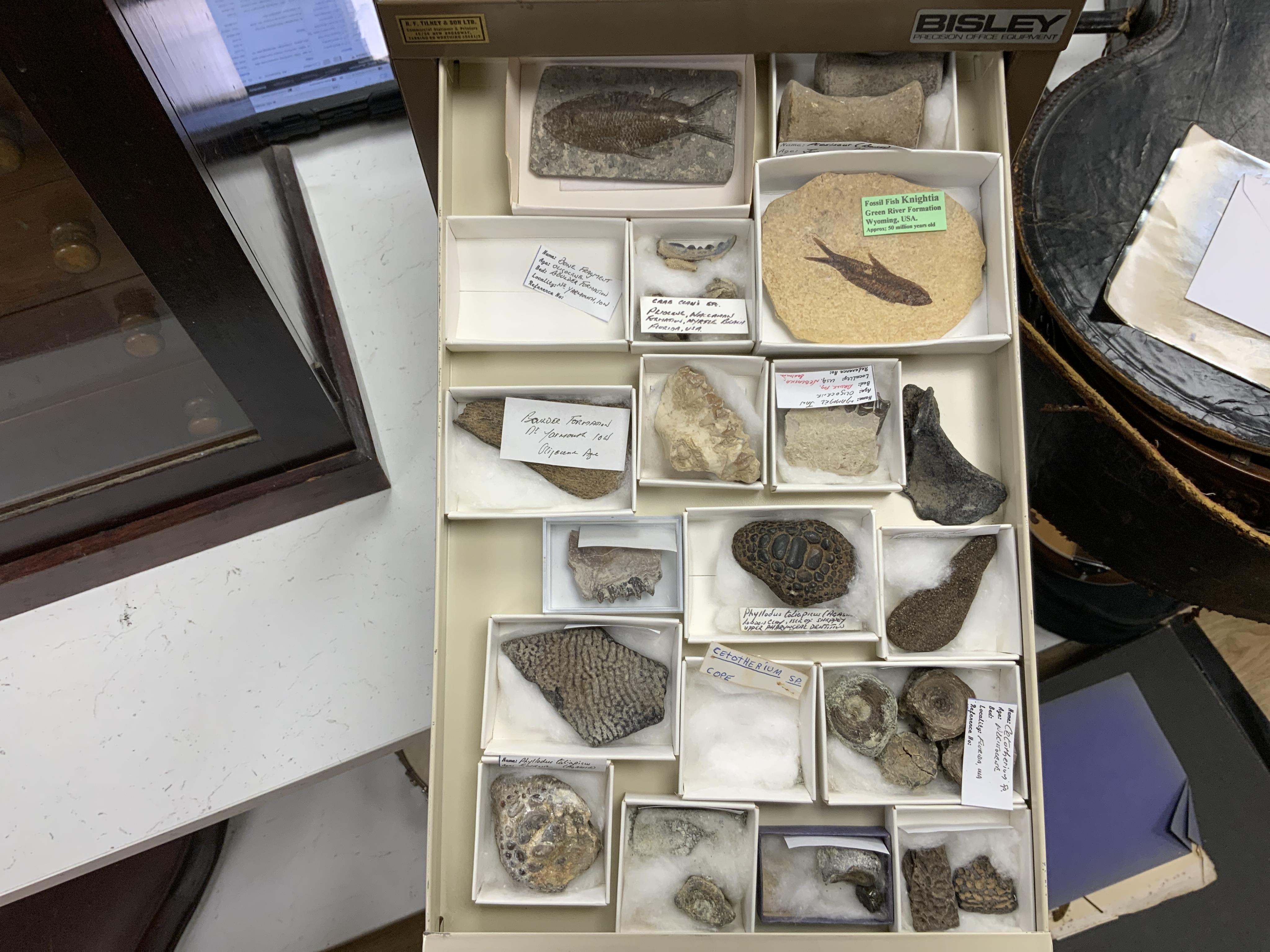 Fossil fish interest; a Bisley eight drawer cabinet containing a collection of seventeen fossil fish on matrix including Knightia from the Green River Formation Wyoming, together with fossilised vertebrae, fossil insects